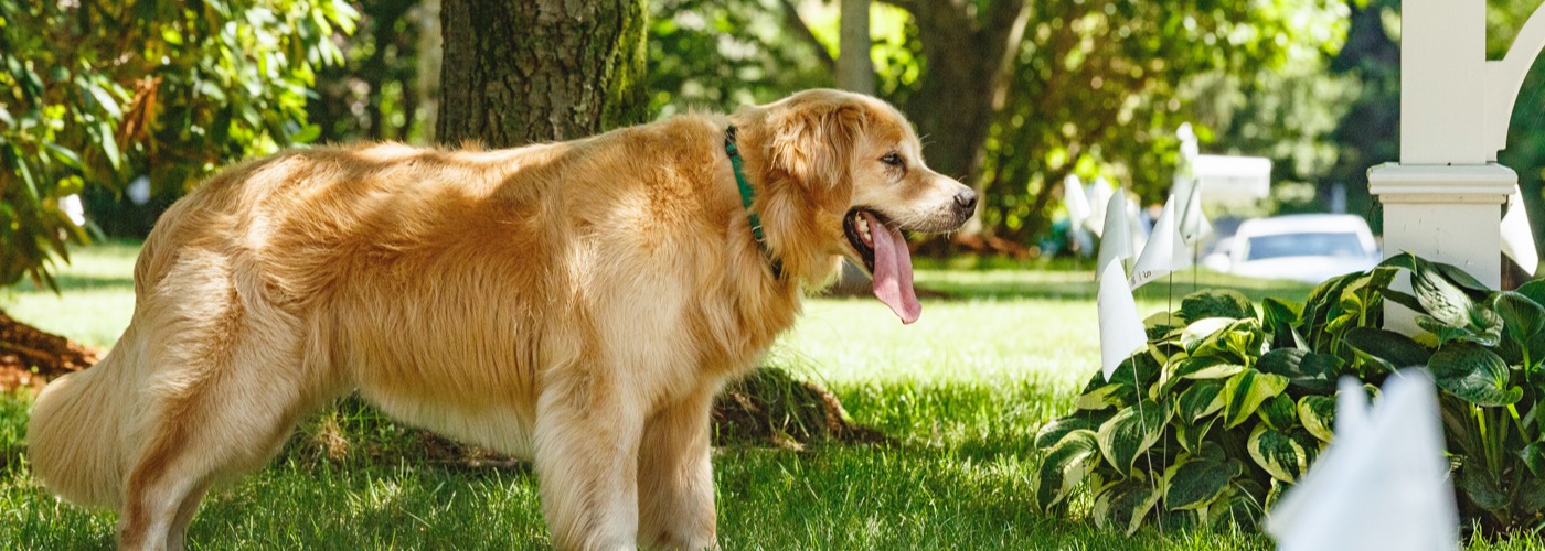 DogWatch of South Florida, Miami, Florida | Outdoor Hidden Dog Fences Slider Image