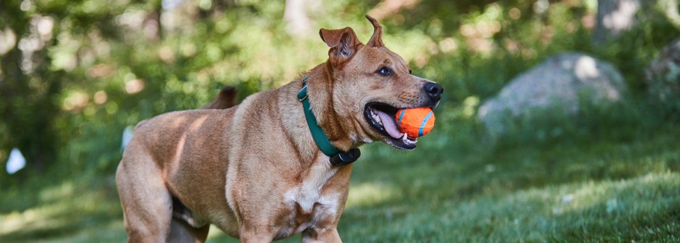 DogWatch of South Florida, Miami, Florida | ProFenceX Slider Image